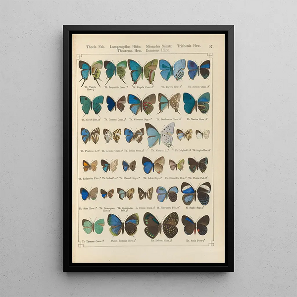 Papillons exotiques Pl097 - Otto Staudinger — cuadro enmarcado en la pared