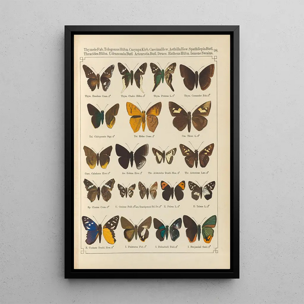 Papillons exotiques Pl098 - Otto Staudinger — cuadro enmarcado en la pared
