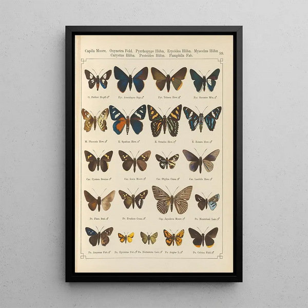 Papillons exotiques Pl099 - Otto Staudinger — cuadro enmarcado en la pared