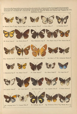 Otto Staudinger - Exotische schmetterlinge Pl100.webp