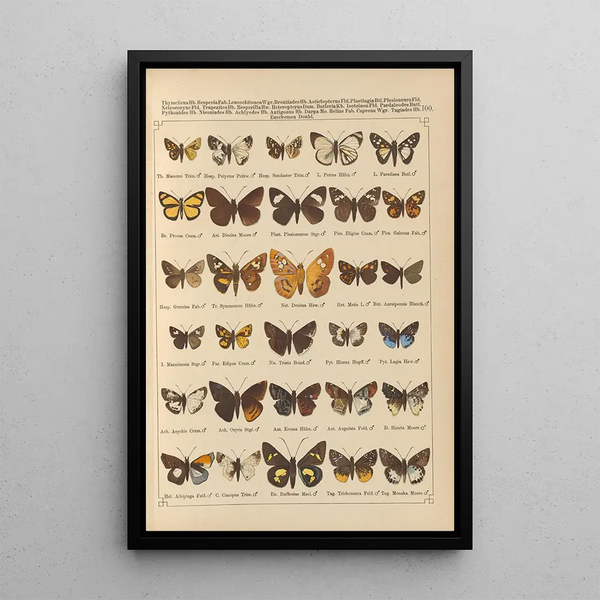Papillons exotiques Pl100 - Otto Staudinger — cuadro enmarcado en la pared
