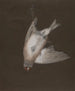 Elegant Goldfinch Painting caught in a trap - P. Brown — artwork view