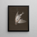 Elegant Goldfinch Painting caught in a trap - P. Brown — framed artwork on a wall