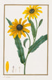 Rudbeckie hérissée - Pancrace Bessa — vista de la obra