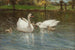 Cygnes et cygneaux - Patrick Downie — vista de la obra