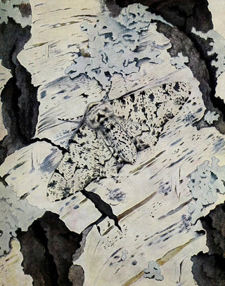 PaulAndre Robert - La Phalne du bouleau.webp