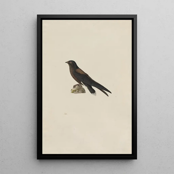 Paul Huet - NeedleTailed Swift Hirundapus caudaculus.webp