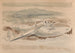 El pillard en las tierras - Paul Nash — vista de la obra