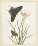 Two butterflies near a lily - Paulus Knogh — artwork view