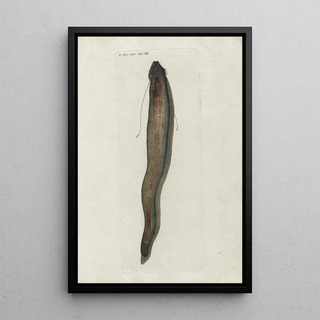 Peder Ascanius - Icones rerum naturalium ou figures enlumines dhistoire naturelle du nord Pl11.webp