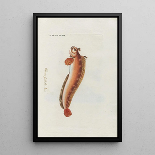 Peder Ascanius - Icones rerum naturalium ou figures enlumines dhistoire naturelle du nord Pl19.webp