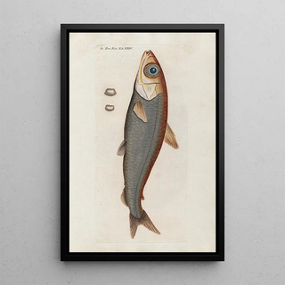 Peder Ascanius - Icones rerum naturalium ou figures enlumines dhistoire naturelle du nord Pl24.webp