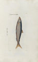 Icones rerum naturalium ou figures enluminées d'histoire naturelle du nord Pl29 - Peder Ascanius — artwork view