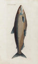 Icones rerum naturalium ou figures enluminées d'histoire naturelle du nord Pl30 - Peder Ascanius — artwork view