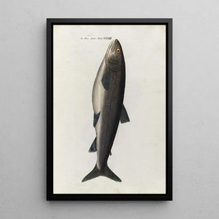 Peder Ascanius - Icones rerum naturalium ou figures enlumines dhistoire naturelle du nord Pl33.webp