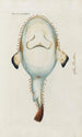 Icones rerum naturalium ou figures enluminées d'histoire naturelle du nord Pl36 - Peder Ascanius — artwork view