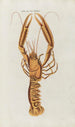 Icones rerum naturalium ou figures enluminées d'histoire naturelle du nord Pl39 - Peder Ascanius — artwork view