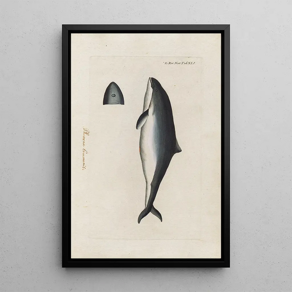 Icones rerum naturalium ou figures enluminées d'histoire naturelle du nord Pl41 - Peder Ascanius — cuadro enmarcado en la pared