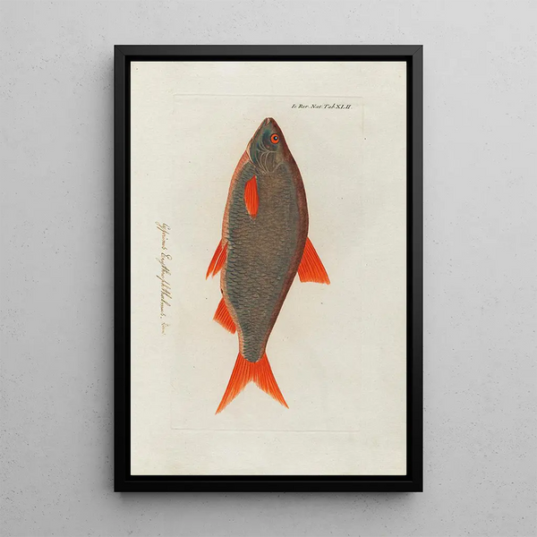 Icones rerum naturalium ou figures enluminées d'histoire naturelle du nord Pl42 - Peder Ascanius — cuadro enmarcado en la pared