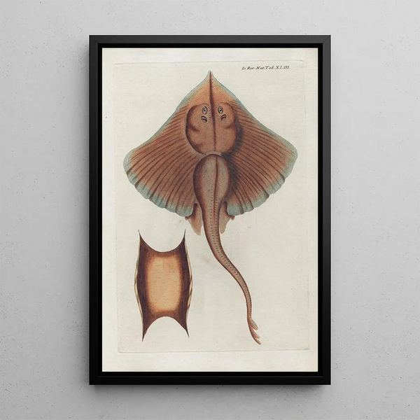 Icones rerum naturalium ou figures enluminées d'histoire naturelle du nord Pl43 - Peder Ascanius — cuadro enmarcado en la pared