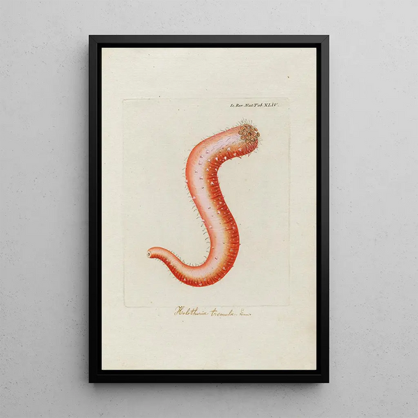 Icones rerum naturalium ou figures enluminées d'histoire naturelle du nord Pl44 - Peder Ascanius — cuadro enmarcado en la pared