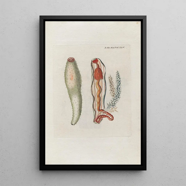 Icones rerum naturalium ou figures enluminées d'histoire naturelle du nord Pl45 - Peder Ascanius — cuadro enmarcado en la pared