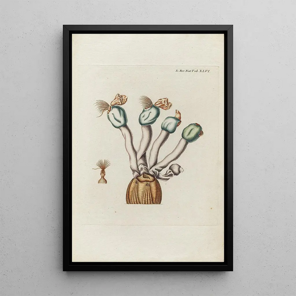 Icones rerum naturalium ou figures enluminées d'histoire naturelle du nord Pl46 - Peder Ascanius — cuadro enmarcado en la pared