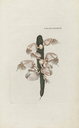 Peder Ascanius - Icones rerum naturalium ou figures enlumines dhistoire naturelle du nord Pl47.webp