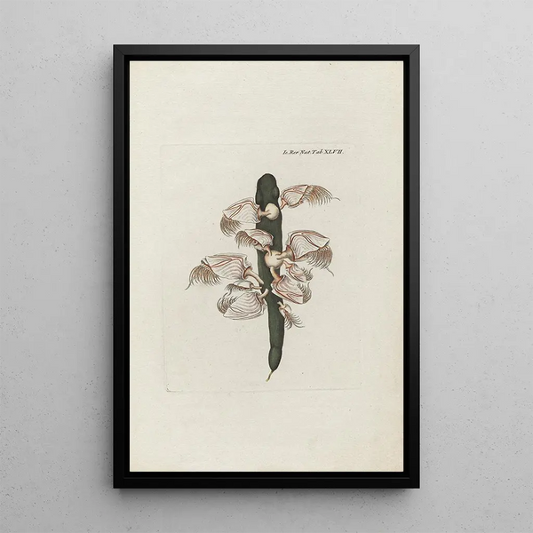 Icones rerum naturalium ou figures enluminées d'histoire naturelle du nord Pl47 - Peder Ascanius — cuadro enmarcado en la pared