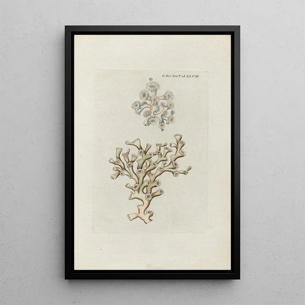 Icones rerum naturalium ou figures enluminées d'histoire naturelle du nord Pl48 - Peder Ascanius — cuadro enmarcado en la pared