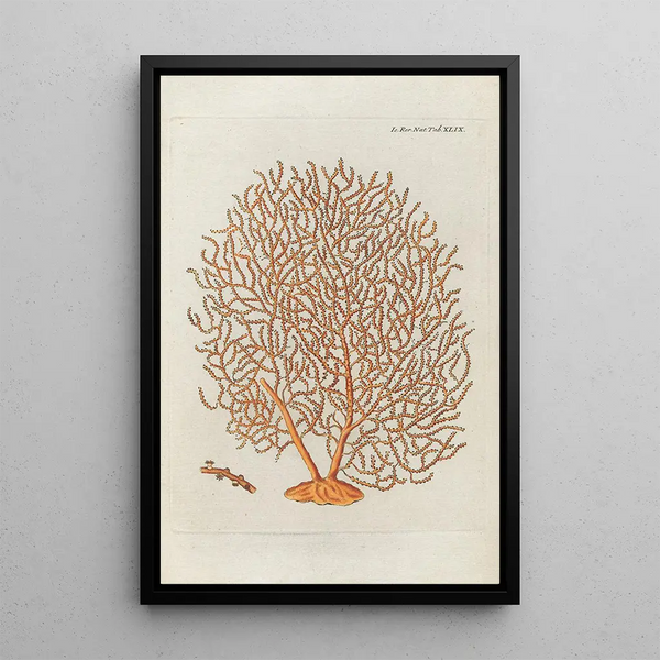Icones rerum naturalium ou figures enluminées d'histoire naturelle du nord Pl49 - Peder Ascanius — cuadro enmarcado en la pared