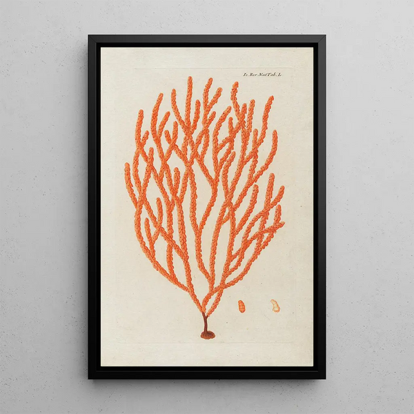 Icones rerum naturalium ou figures enluminées d'histoire naturelle du nord Pl50 - Peder Ascanius — cuadro enmarcado en la pared