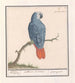 Parrot with red and gray tail Psittacus erithacus - Anselmus Botius de Boodt — artwork view