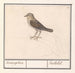 Pajarito, quizás un Troglodyte adorable - Anselmus Botius de Boodt — vista de la obra