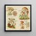 Petit atlas des champignons Pl 10 - Delachaux Niestle — framed artwork on a wall