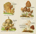 Petit atlas des champignons Pl 2 - Delachaux Niestlé — artwork view
