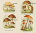 Pequeño atlas de los hongos Pl4 - Delachaux Niestle — vista de la obra
