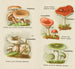 Pequeño atlas de los hongos Pl6 - Delachaux Niestlé — vista de la obra