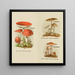 Petit atlas des champignons Pl8 - Delachaux Niestle — framed artwork on a wall