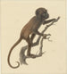 Little Monkey - Pieter Pietersz Barbiers — artwork view
