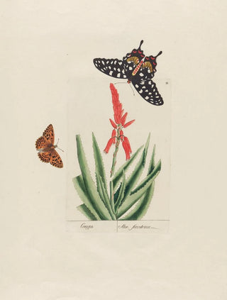Petr Martynovich Gofman - Aloe succotrina.webp