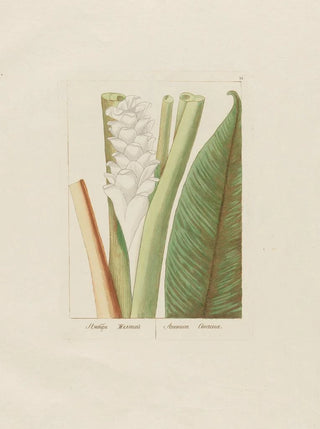 Petr Martynovich Gofman - Amomum Curcuma.webp
