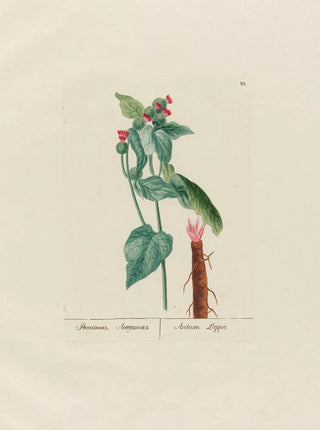 Petr Martynovich Gofman - Arctium Lappa.webp