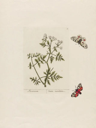 Petr Martynovich Gofman - Conium maculatum.webp