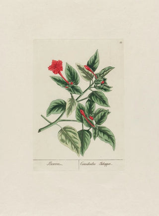 Petr Martynovich Gofman - Convolvulus Jalappa.webp