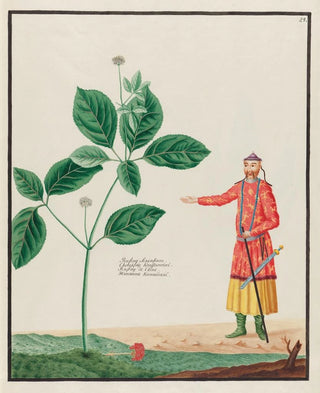 Petr Martynovich Gofman - Ginseng Sinensium.webp