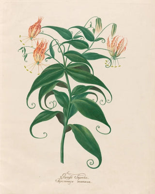 Petr Martynovich Gofman - Gloriosa Superba.webp