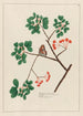 Gaïac officinal - Petr Martynovich Gofman — artwork view