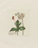 Heracleum sphondylium - Petr Martynovich Gofman — artwork view