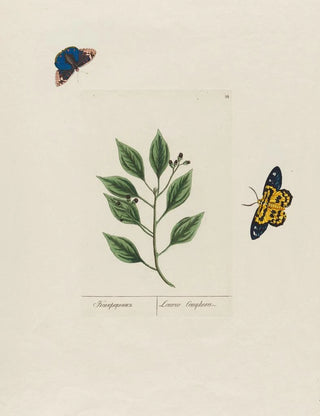 Petr Martynovich Gofman - Laurus Camphor.webp